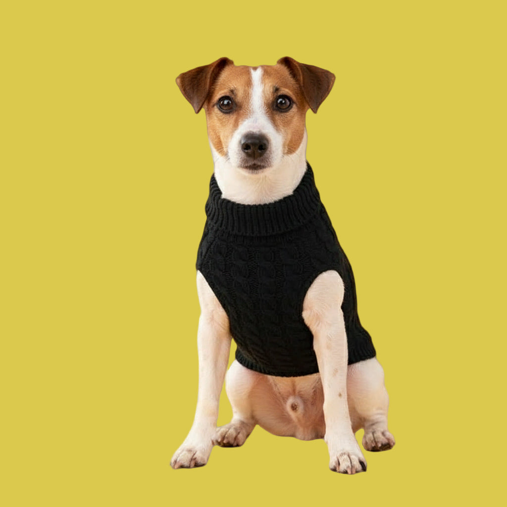 Small dog wearing a black sweater vest on a yellow background